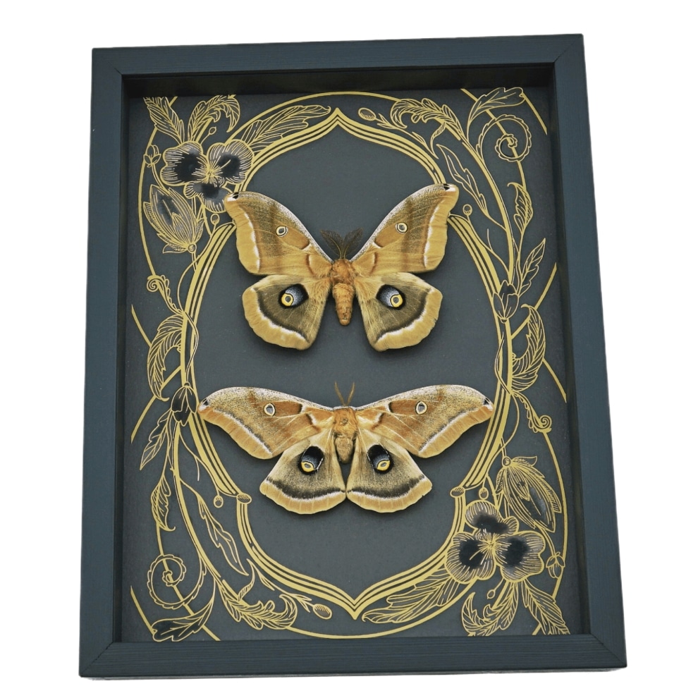 Real Framed Silk moth Set Antheraea polyphemus pair Art Nouveau Framed Taxidermy Display