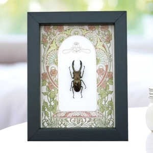 Framed Bronze Stag Beetle Art Nouveau Cyclommatus metallifer 37mm Taxidermy Display