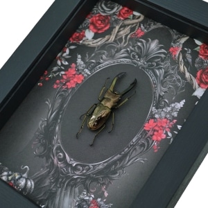 Framed Bronze Stag Beetle Gothic Black Red Roses Cyclommatus metallifer 37mm Taxidermy Display