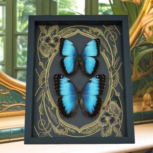 Rare Blue Morpho Hybrid Butterfly Pair Art Nouveau Framed Taxidermy Display