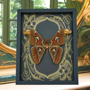 Real Atlas Moth Attacus atlas Male Art Nouveau Framed Taxidermy Display