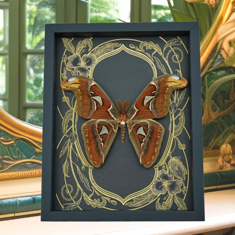 Real Atlas Moth Attacus atlas Male Art Nouveau Framed Taxidermy Display