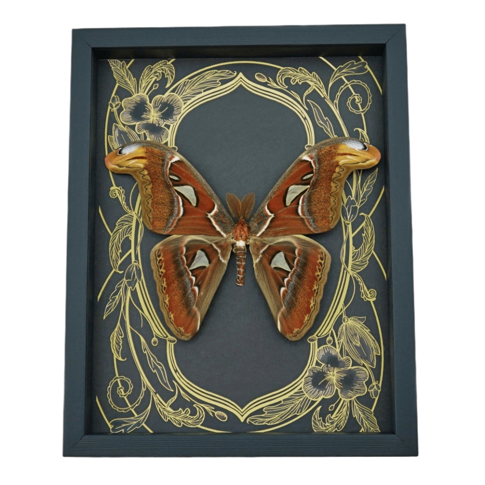 Real Atlas Moth Attacus atlas Male Art Nouveau Framed Taxidermy Display