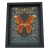 Real Atlas Moth Attacus lorquinii Gothic Ravens Framed Taxidermy Display
