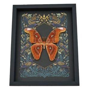 Real Atlas Moth Attacus lorquinii Gothic Ravens Framed Taxidermy Display