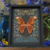 Real Atlas Moth Attacus lorquinii Gothic Ravens Framed Taxidermy Display