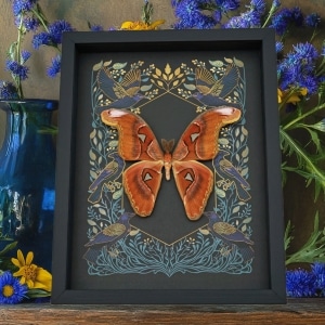 Real Atlas Moth Attacus lorquinii Gothic Ravens Framed Taxidermy Display
