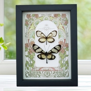 Glasswing Butterfly Collection Framed Art Nouveau Butterflies Taxidermy Display