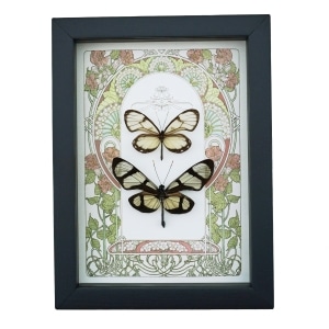 Glasswing Butterfly Collection Framed Art Nouveau Butterflies Taxidermy Display