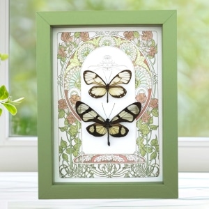 Glasswing Butterfly Collection Framed Art Nouveau Butterflies Taxidermy Display Sage Green