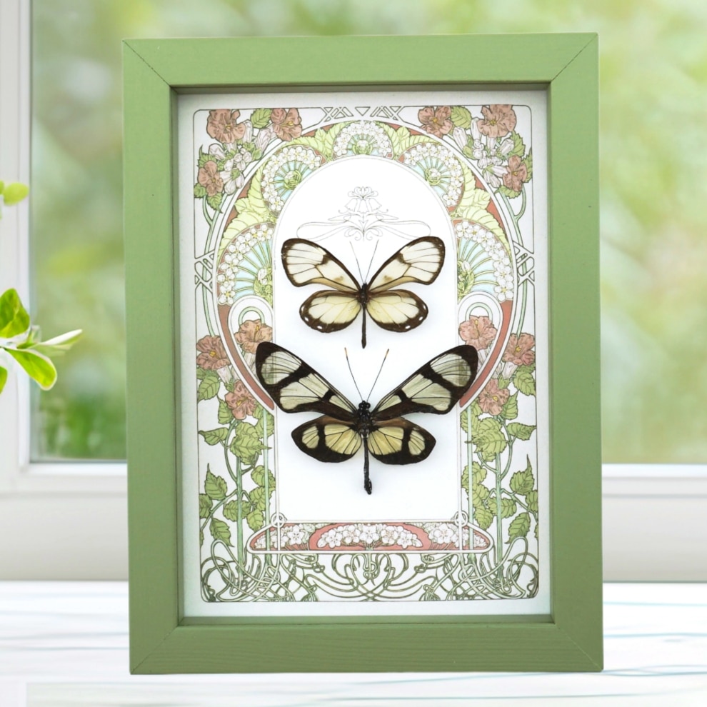 Glasswing Butterfly Collection Framed Art Nouveau Butterflies Taxidermy Display Sage Green