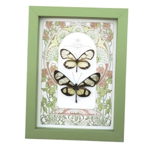 Glasswing Butterfly Collection Framed Art Nouveau Butterflies Taxidermy Display Sage Green