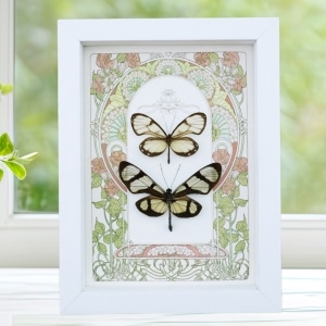 Glasswing Butterfly Collection Framed Art Nouveau Butterflies Taxidermy Display Vibrant White