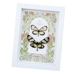Glasswing Butterfly Collection Framed Art Nouveau Butterflies Taxidermy Display Vibrant White
