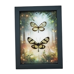 Glasswing Butterfly Collection Framed Enchanted Forest Butterflies Taxidermy Display