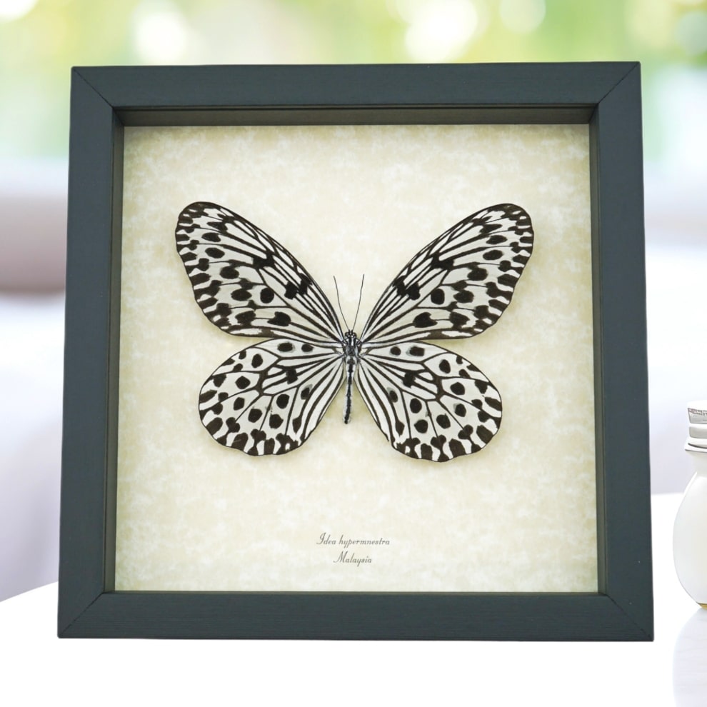 Giant Tree Nymph Butterfly Idea hypermnestra Framed Taxidermy Display
