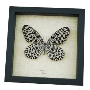 Giant Tree Nymph Butterfly Idea hypermnestra Framed Taxidermy Display