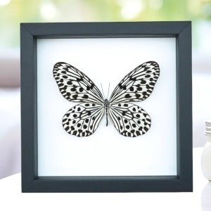 Giant Tree Nymph Butterfly Idea hypermnestra Framed Taxidermy Classic Black Display