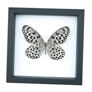 Giant Tree Nymph Butterfly Idea hypermnestra Framed Taxidermy Classic Black Display