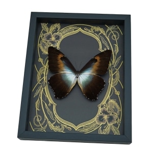 Huge Blue Green Butterfly Morpho cisseis gahua Art Nouveau Framed Taxidermy Display
