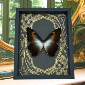 Huge Blue Green Butterfly Morpho cisseis gahua Art Nouveau Framed Taxidermy Display