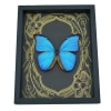 Giant Blue Morpho Butterfly Morpho didius Art Nouveau Framed Taxidermy Display