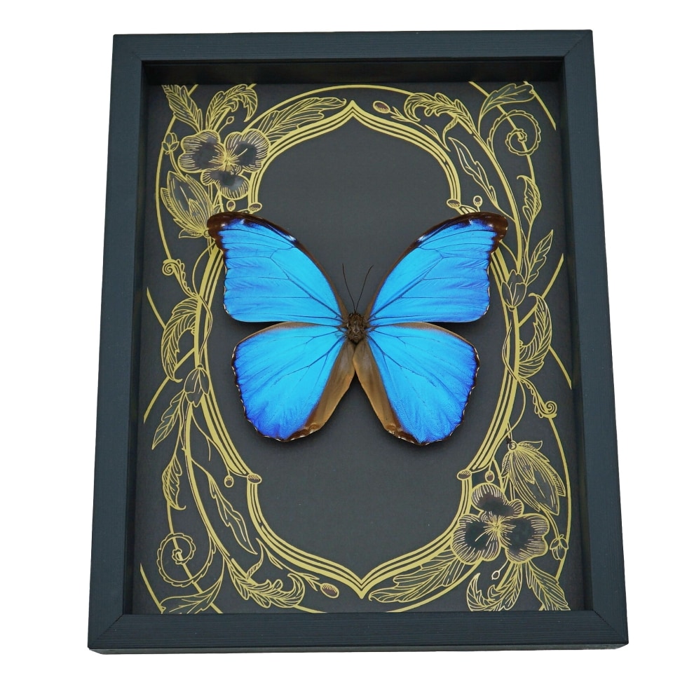 Giant Blue Morpho Butterfly Morpho didius Art Nouveau Framed Taxidermy Display