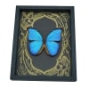 Giant Blue Morpho Butterfly Morpho didius Art Nouveau Framed Taxidermy Display
