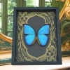 Giant Blue Morpho Butterfly Morpho didius Art Nouveau Framed Taxidermy Display