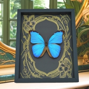 Giant Blue Morpho Butterfly Morpho didius Art Nouveau Framed Taxidermy Display