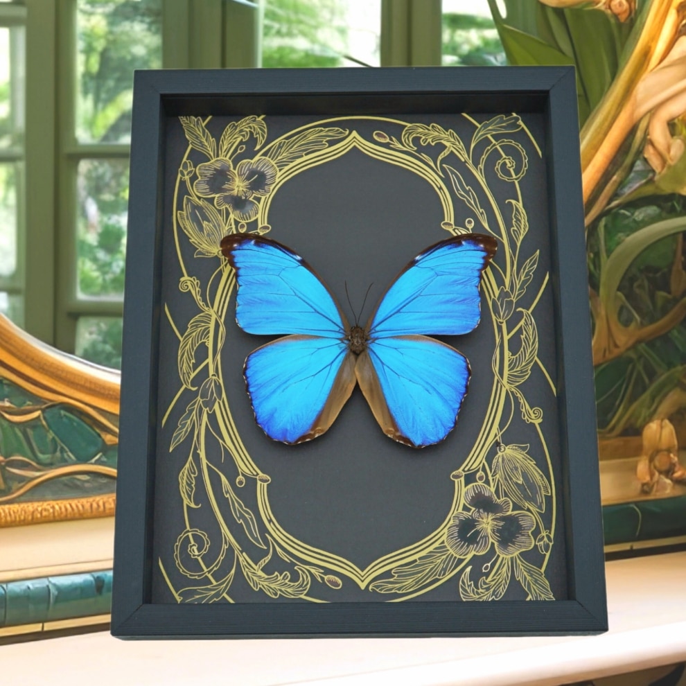 Giant Blue Morpho Butterfly Morpho didius Art Nouveau Framed Taxidermy Display Giant Blue Morpho Butterfly Morpho didius Art Nouveau Framed Taxidermy Display
