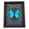 Blue Morpho Butterfly Morpho didius Gothic Ravens Framed Taxidermy Display