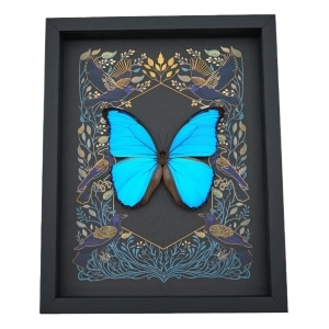 Blue Morpho Butterfly Morpho didius Gothic Ravens Framed Taxidermy Display
