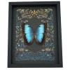Rare Blue Morpho Hybrid Female Butterfly Gothic Ravens Framed Taxidermy Display