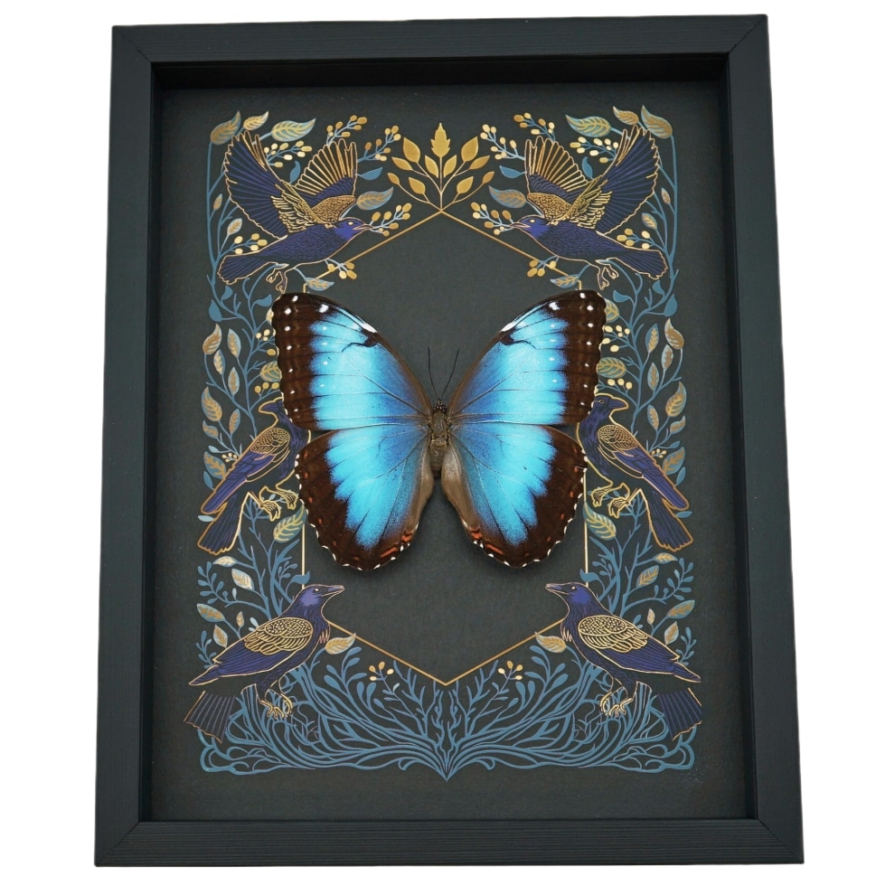 Rare Blue Morpho Hybrid Female Butterfly Gothic Ravens Framed Taxidermy Display