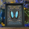 Rare Blue Morpho Hybrid Female Butterfly Gothic Ravens Framed Taxidermy Display