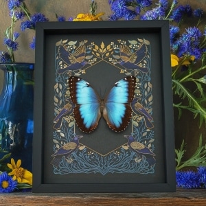 Rare Blue Morpho Hybrid Female Butterfly Gothic Ravens Framed Taxidermy Display