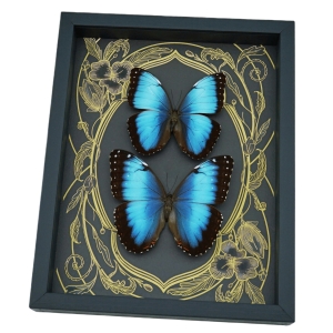 Rare Blue Morpho Hybrid Butterfly Pair Art Nouveau Framed Taxidermy Display