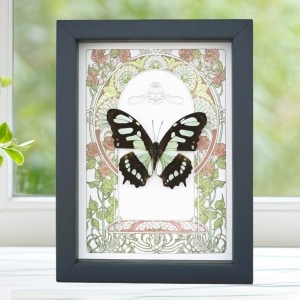 Malachite Butterfly Framed Art Nouveau Siproeta stelenes Taxidermy Display
