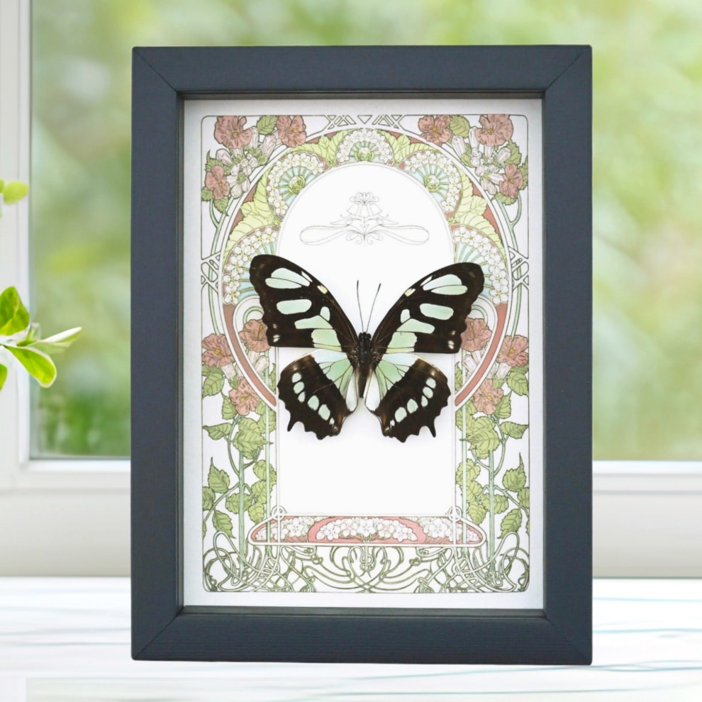 Malachite Butterfly Framed Art Nouveau Siproeta stelenes Taxidermy Display