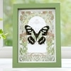 Malachite Butterfly Framed Art Nouveau Siproeta stelenes Taxidermy Display Sage Green