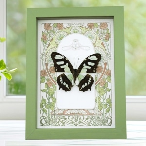 Malachite Butterfly Framed Art Nouveau Siproeta stelenes Taxidermy Display Sage Green