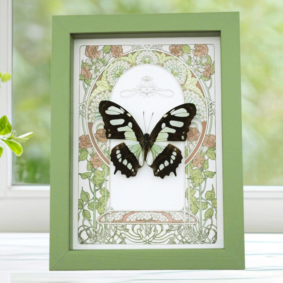Malachite Butterfly Framed Art Nouveau Siproeta stelenes Taxidermy Display Sage Green