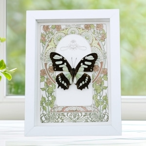 Malachite Butterfly Framed Art Nouveau Siproeta stelenes Taxidermy Display Vibrant White