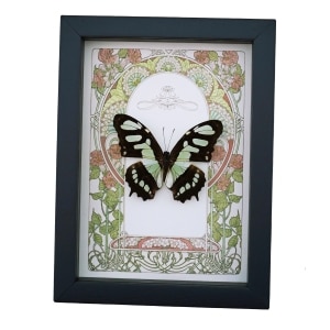 Malachite Butterfly Framed Art Nouveau Siproeta stelenes Taxidermy Display