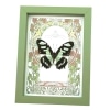Malachite Butterfly Framed Art Nouveau Siproeta stelenes Taxidermy Display Sage Green