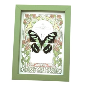 Malachite Butterfly Framed Art Nouveau Siproeta stelenes Taxidermy Display Sage Green