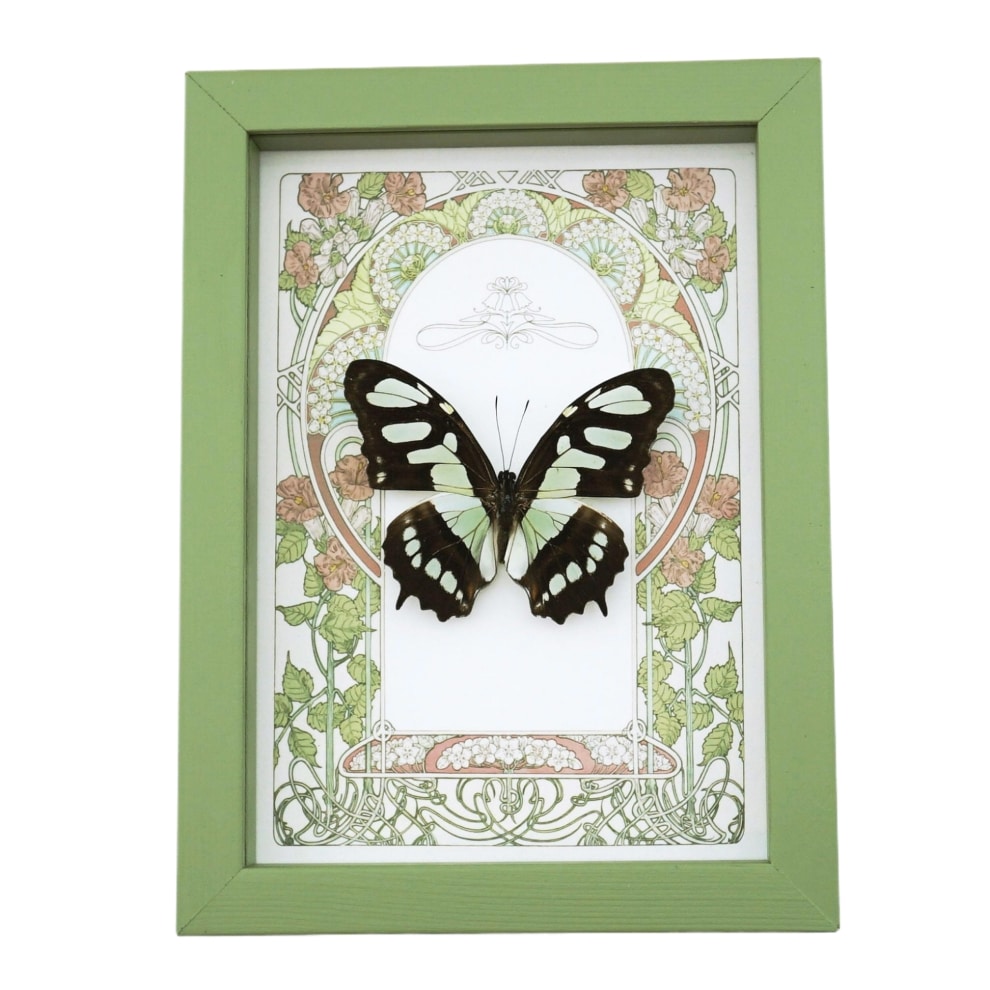 Malachite Butterfly Framed Art Nouveau Siproeta stelenes Taxidermy Display Sage Green