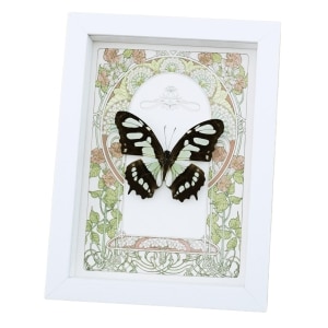 Malachite Butterfly Framed Art Nouveau Siproeta stelenes Taxidermy Display Vibrant White